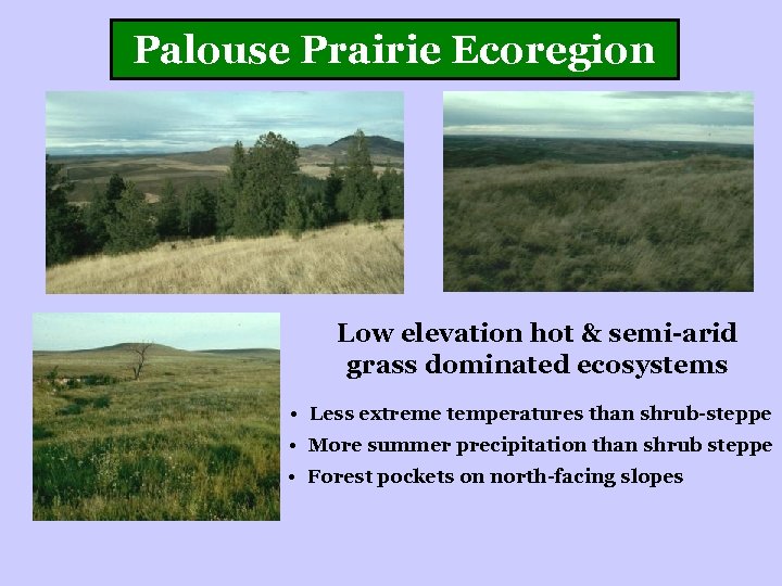 Palouse Prairie Ecoregion Low elevation hot & semi-arid grass dominated ecosystems • Less extreme