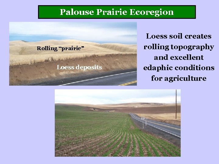 Palouse Prairie Ecoregion Rolling “prairie” Loess deposits Loess soil creates rolling topography and excellent