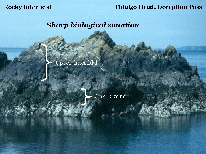 Rocky Intertidal Fidalgo Head, Deception Pass Sharp biological zonation Upper intertidal Fucus zone 