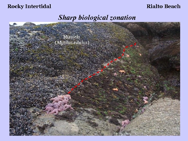 Rocky Intertidal Rialto Beach Sharp biological zonation Mussels (Mytilus edulus) 