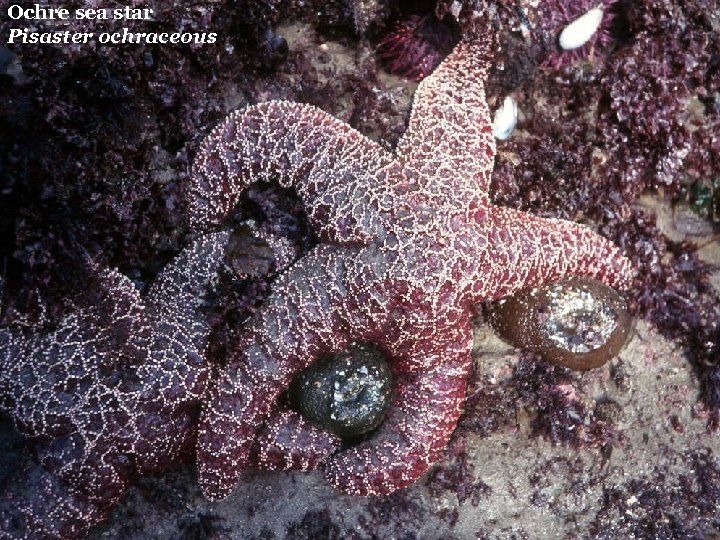 Ochre sea star Pisaster ochraceous 