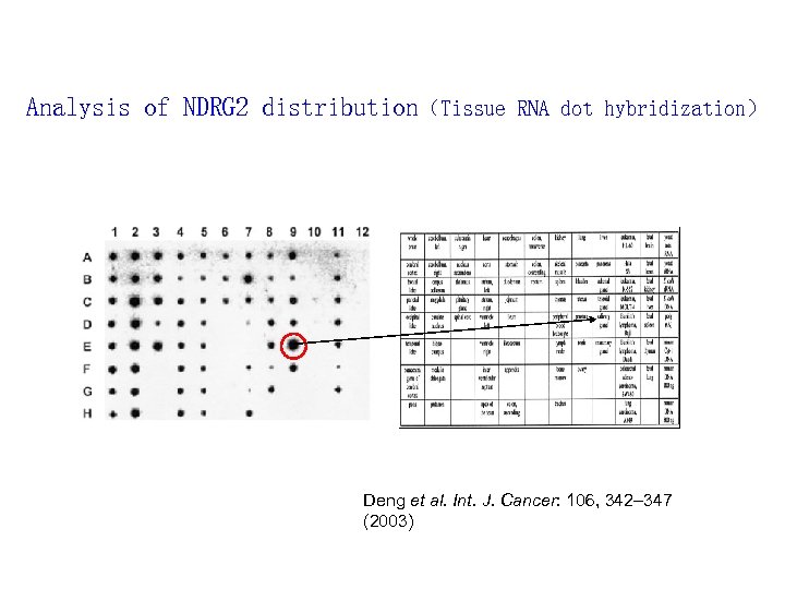 Analysis of NDRG 2 distribution（Tissue RNA dot hybridization） Deng et al. Int. J. Cancer: