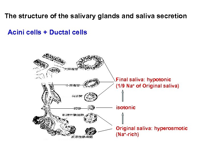 The structure of the salivary glands and saliva secretion Acini cells + Ductal cells