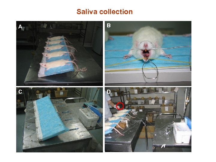 Saliva collection A B C D 