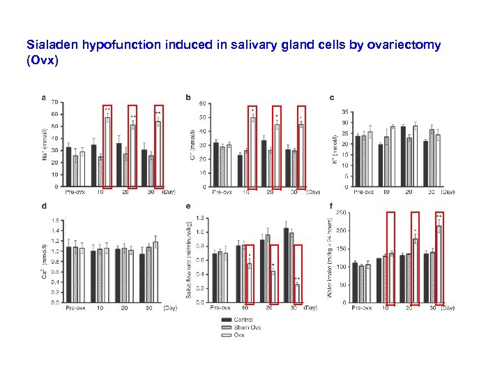 Sialaden hypofunction induced in salivary gland cells by ovariectomy (Ovx) 