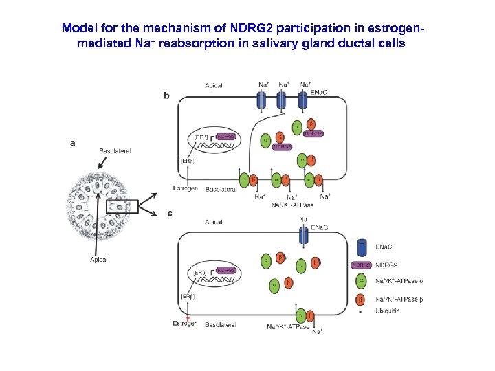 Model for the mechanism of NDRG 2 participation in estrogenmediated Na+ reabsorption in salivary