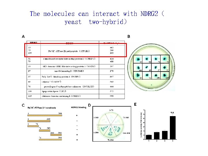 The molecules can interact with NDRG 2（ yeast two-hybrid） 