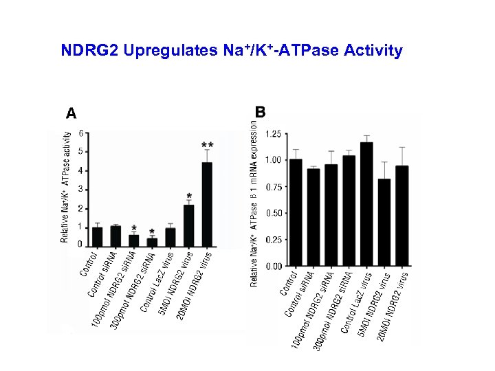 NDRG 2 Upregulates Na+/K+-ATPase Activity 