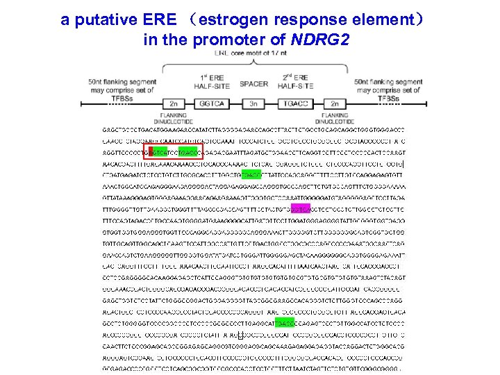 a putative ERE （estrogen response element） in the promoter of NDRG 2 