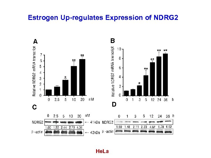 Estrogen Up-regulates Expression of NDRG 2 He. La 