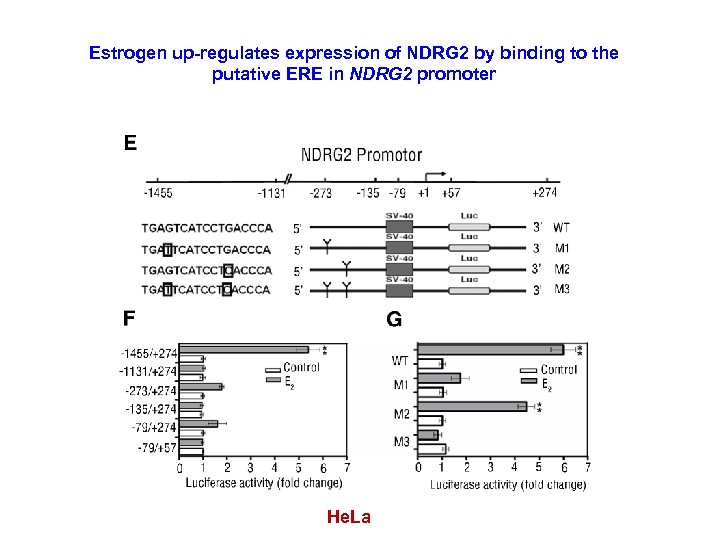 Estrogen up-regulates expression of NDRG 2 by binding to the putative ERE in NDRG