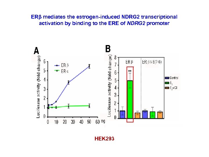 ERβ mediates the estrogen-induced NDRG 2 transcriptional activation by binding to the ERE of