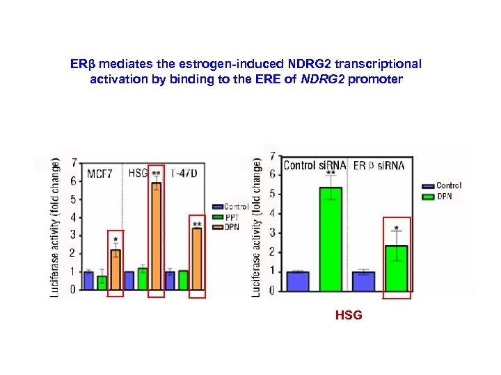 ERβ mediates the estrogen-induced NDRG 2 transcriptional activation by binding to the ERE of