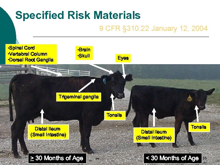 Specified Risk Materials 9 CFR § 310. 22 January 12, 2004 • Spinal Cord