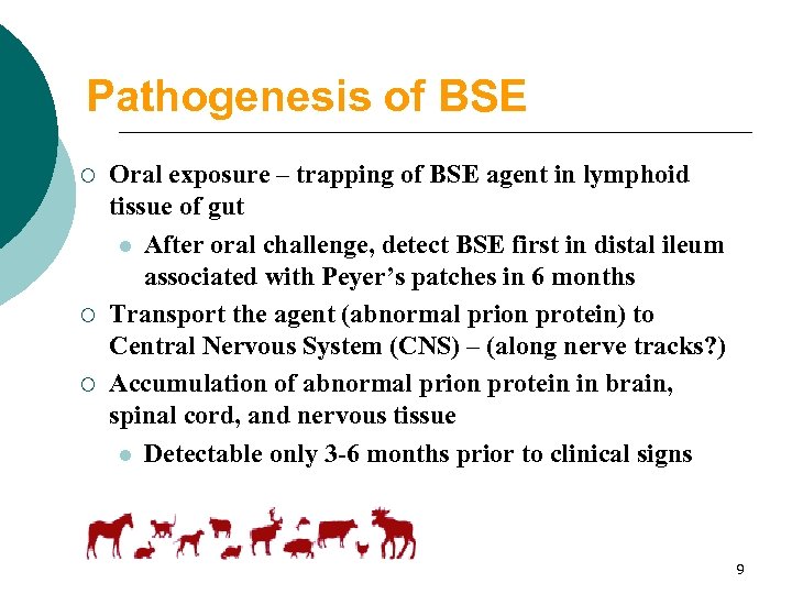 Pathogenesis of BSE ¡ ¡ ¡ Oral exposure – trapping of BSE agent in