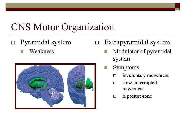 CNS Motor Organization o Pyramidal system n Weakness o Extrapyramidal system n n Modulator