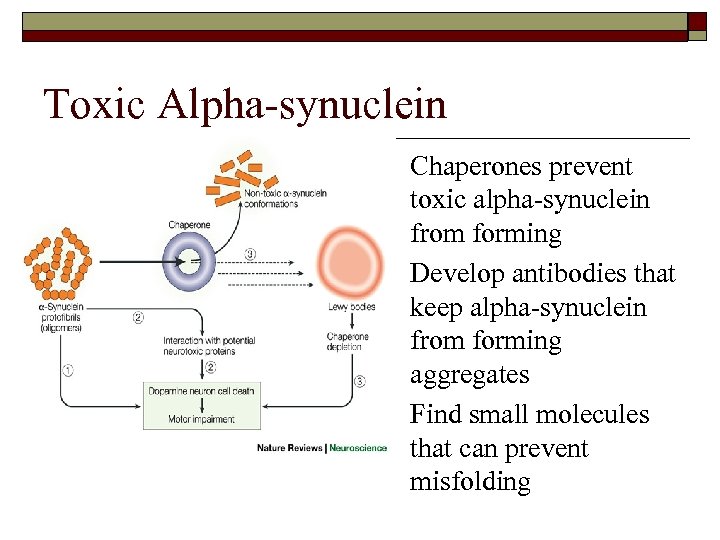 Toxic Alpha-synuclein o o o Chaperones prevent toxic alpha-synuclein from forming Develop antibodies that