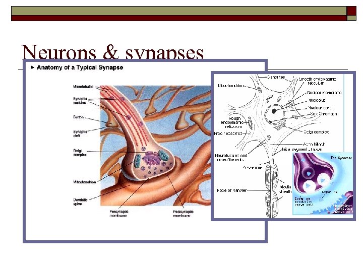 Neurons & synapses 