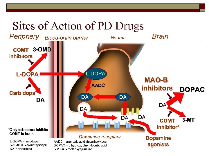 Sites of Action of PD Drugs Periphery Blood-brain barrier Brain Neuron COMT 3 -OMD