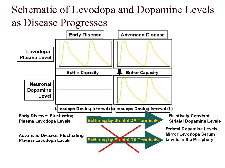 Schematic of Levodopa and Dopamine Levels as Disease Progresses Early Disease Advanced Disease Levodopa