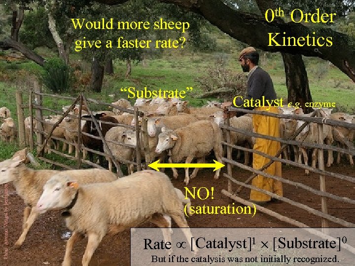 0 th Order Kinetics Would more sheep give a faster rate? Photo: Antonio Vidigal