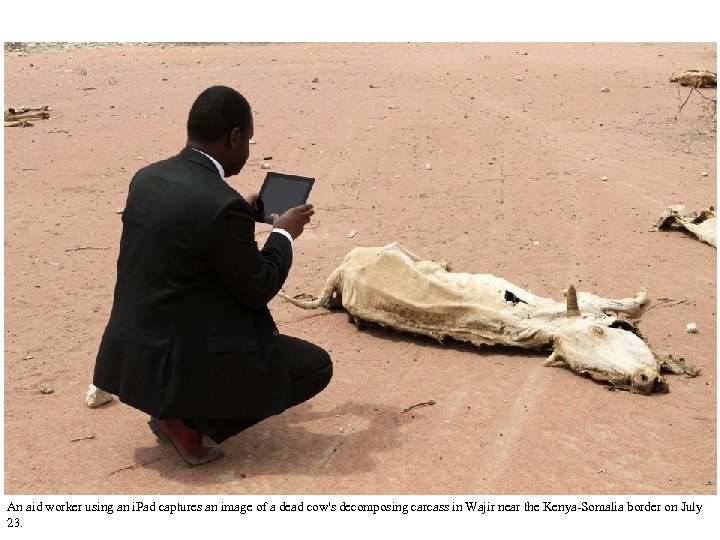 An aid worker using an i. Pad captures an image of a dead cow's