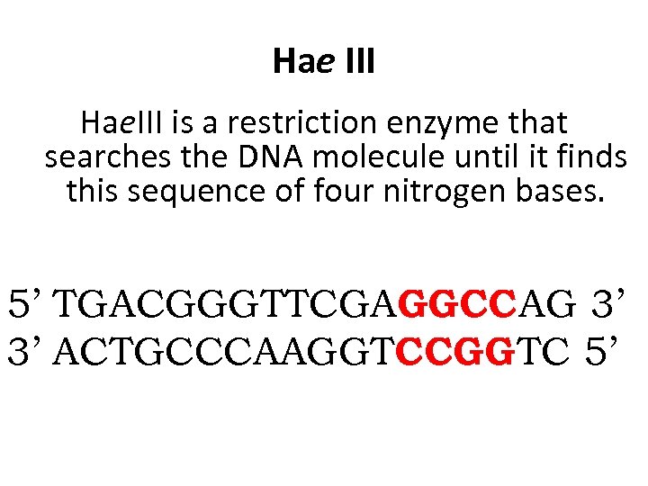 Hae III Hae. III is a restriction enzyme that searches the DNA molecule until
