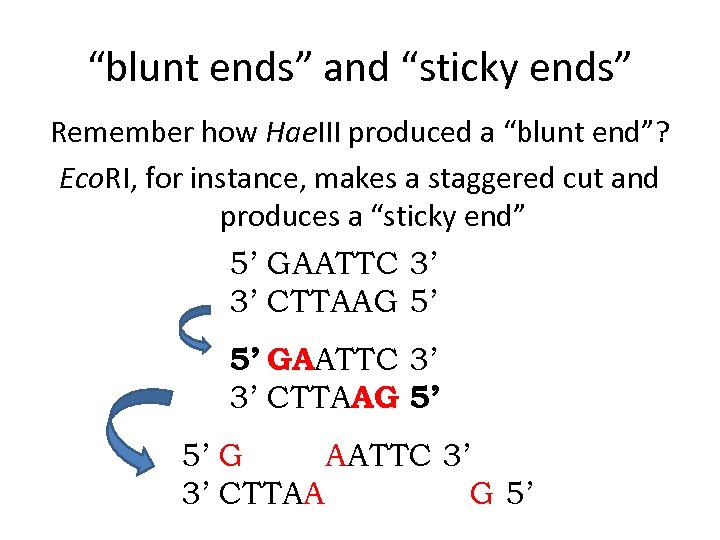 “blunt ends” and “sticky ends” Remember how Hae. III produced a “blunt end”? Eco.