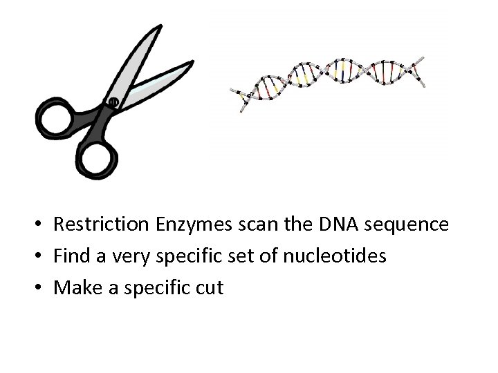  • Restriction Enzymes scan the DNA sequence • Find a very specific set