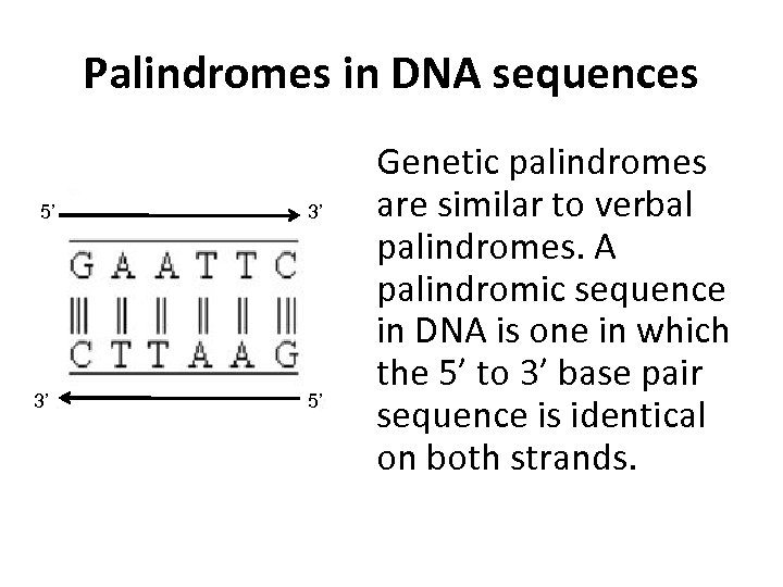 Palindromes in DNA sequences 5’ 3’ 3’ 5’ Genetic palindromes are similar to verbal