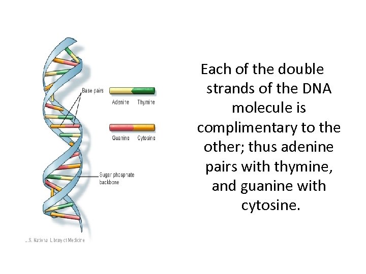 Each of the double strands of the DNA molecule is complimentary to the other;