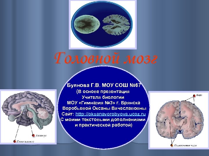 Головной мозг Буянова Г. В. МОУ СОШ № 67 (В основе презентация Учителя биологии