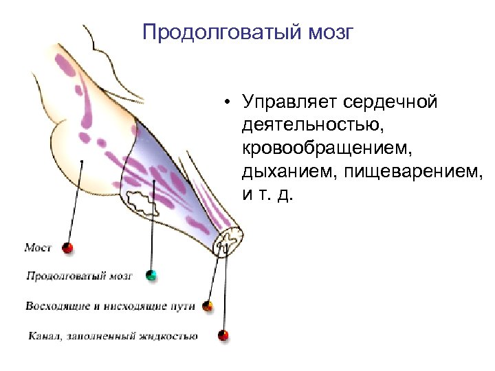 Продолговатый мозг • Управляет сердечной деятельностью, кровообращением, дыханием, пищеварением, и т. д. 