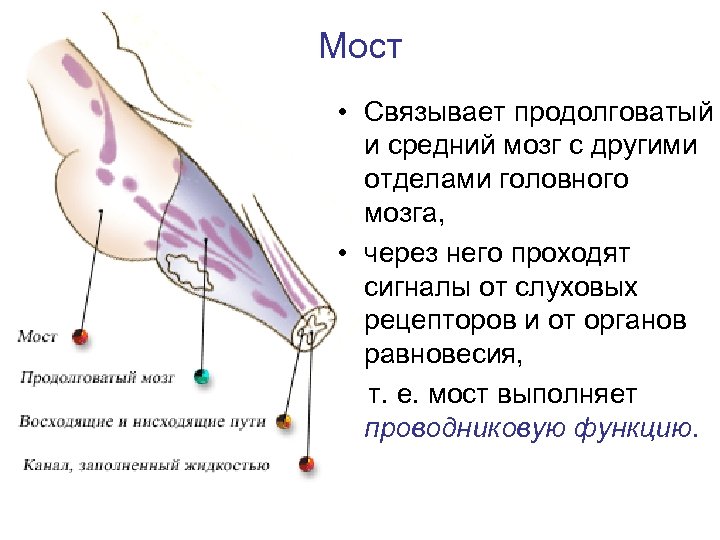 Мост • Связывает продолговатый и средний мозг с другими отделами головного мозга, • через
