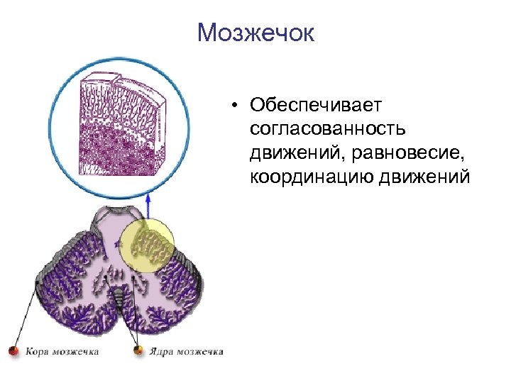 Мозжечок • Обеспечивает согласованность движений, равновесие, координацию движений 