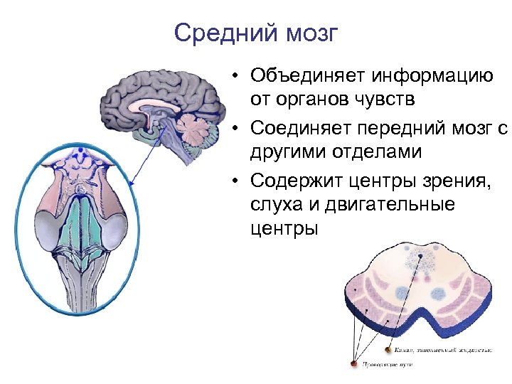 Средний мозг • Объединяет информацию от органов чувств • Соединяет передний мозг с другими