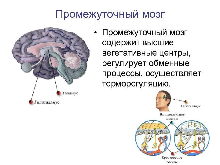 Промежуточный мозг • Промежуточный мозг содержит высшие вегетативные центры, регулирует обменные процессы, осуществляет терморегуляцию.