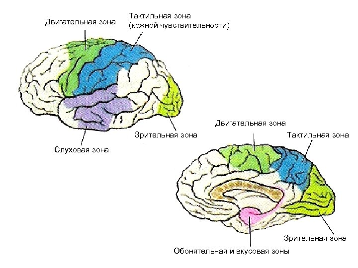 Двигательная зона Тактильная зона (кожной чувствительности) Двигательная зона Зрительная зона Тактильная зона Слуховая зона