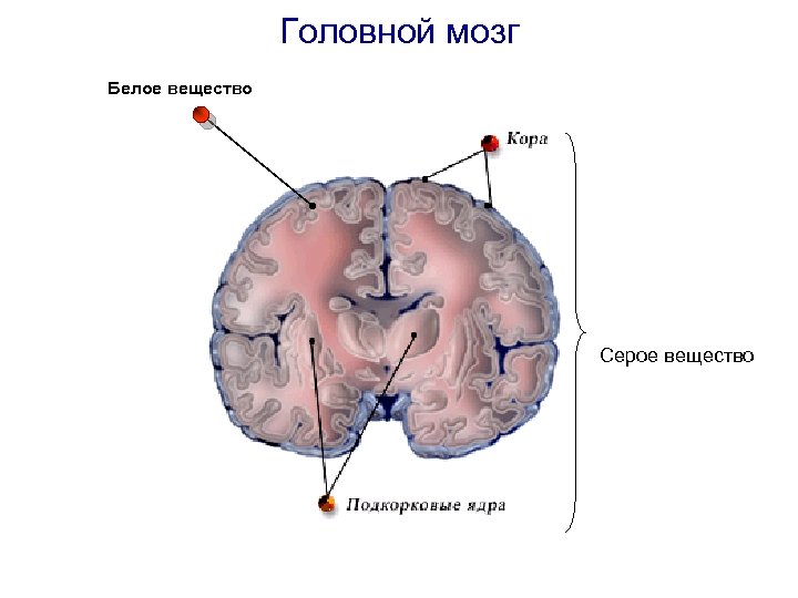 Головной мозг Белое вещество Серое вещество 