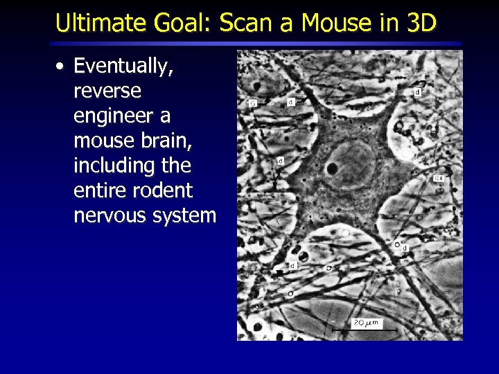 Ultimate Goal: Scan a Mouse in 3 D • Eventually, reverse engineer a mouse