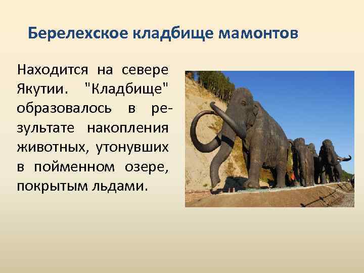 Берелехское кладбище мамонтов Находится на севере Якутии. 