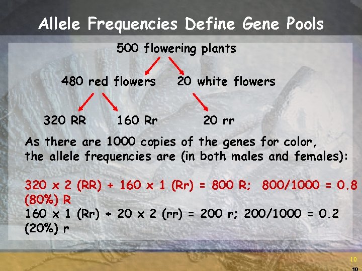 Allele Frequencies Define Gene Pools 500 flowering plants 480 red flowers 320 RR 160