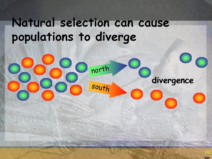 Natural selection cause populations to diverge north south divergence 101 