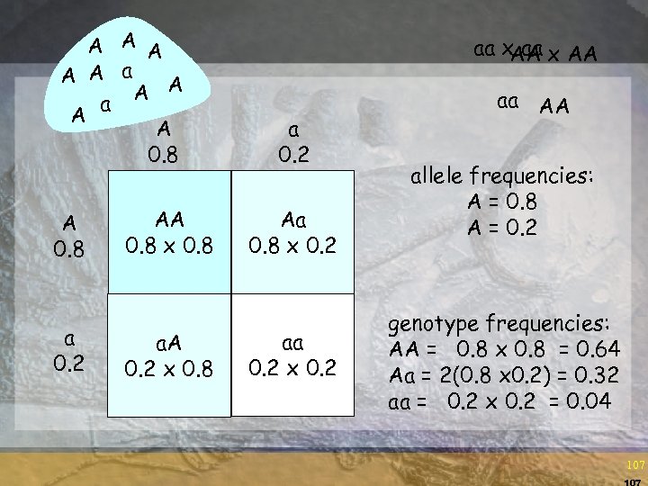 A A A a A A 0. 8 a 0. 2 AA 0. 8