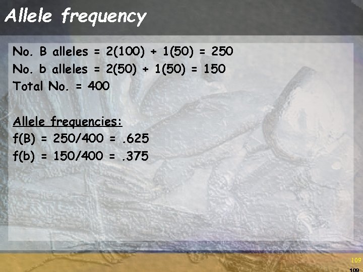 Allele frequency No. B alleles = 2(100) + 1(50) = 250 No. b alleles