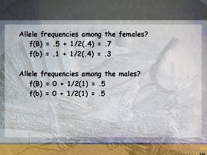 Allele frequencies among the females? f(B) =. 5 + 1/2(. 4) =. 7 f(b)
