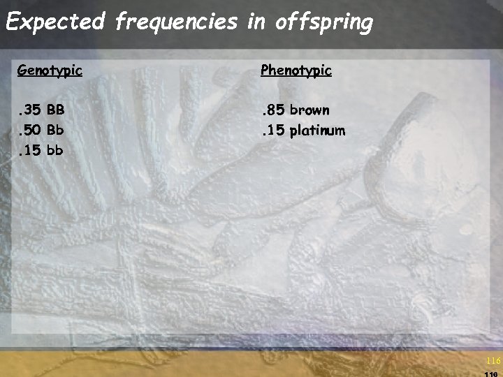 Expected frequencies in offspring Genotypic Phenotypic . 35 BB. 50 Bb. 15 bb .