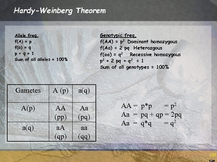 Hardy-Weinberg Theorem Genotypic freq. f(AA) = p 2 Dominant homozygous f(Aa) = 2 pq