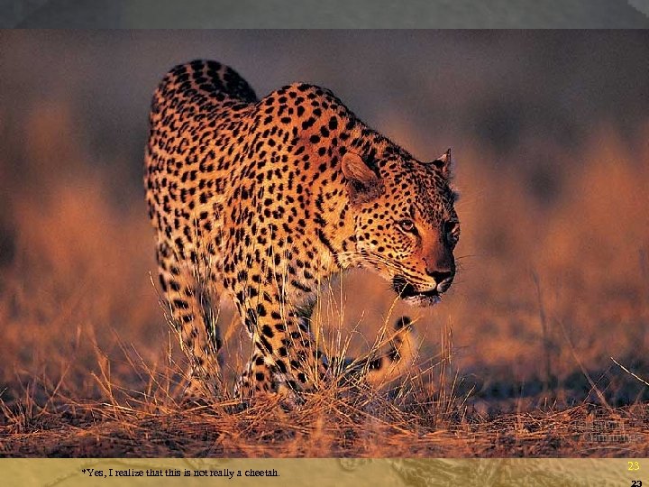 *Yes, I realize that this is not really a cheetah. 23 23 