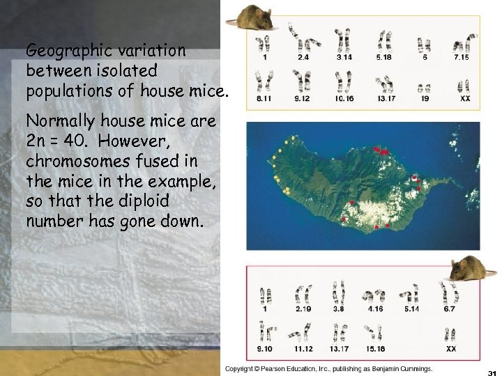 Geographic variation between isolated populations of house mice. Normally house mice are 2 n